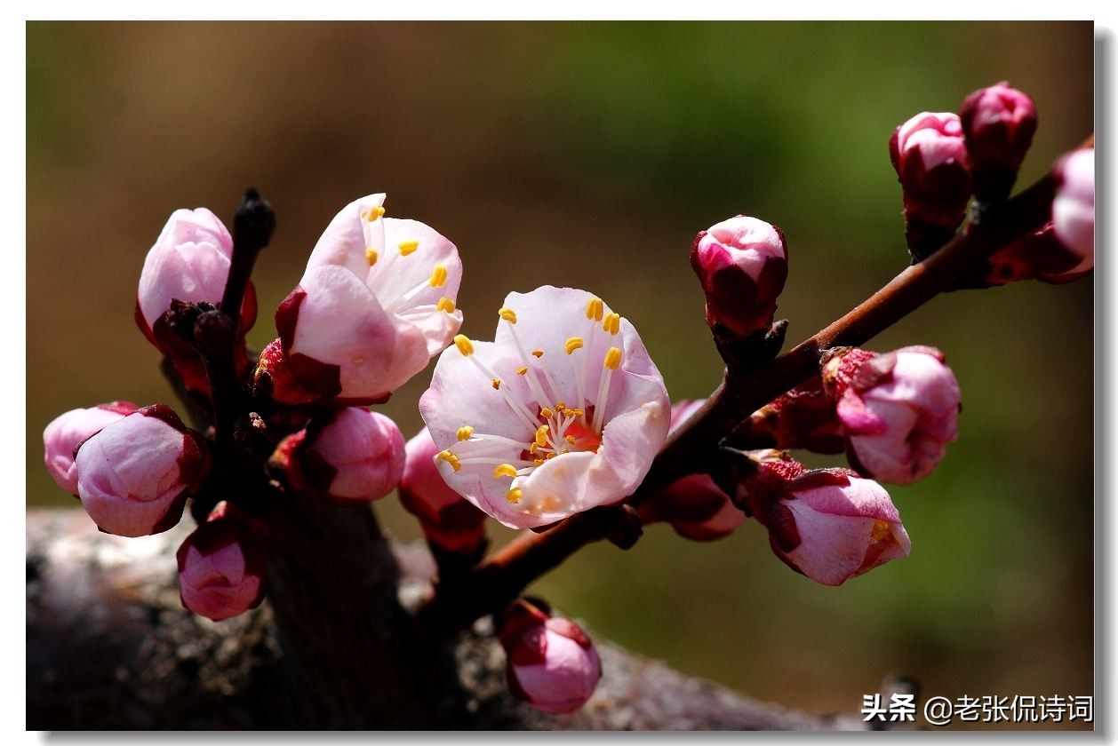 春风拂面杏花开，粉蕊轻摇映碧台。