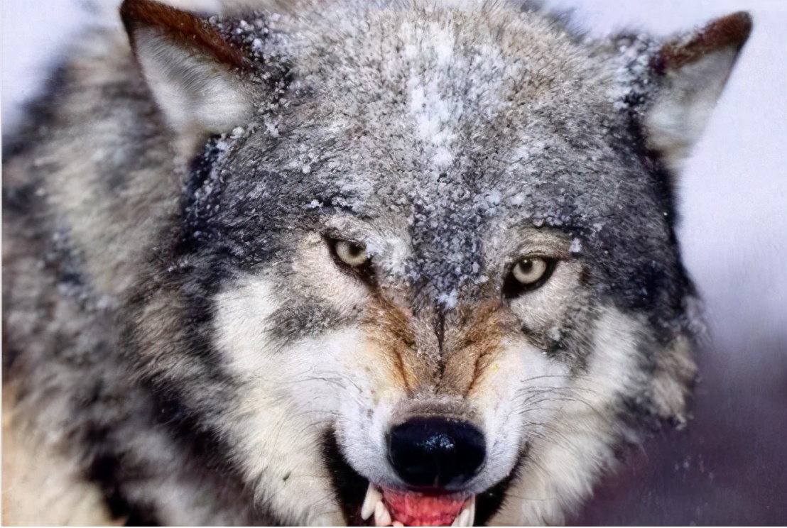 世界上最稀有的狼图片
