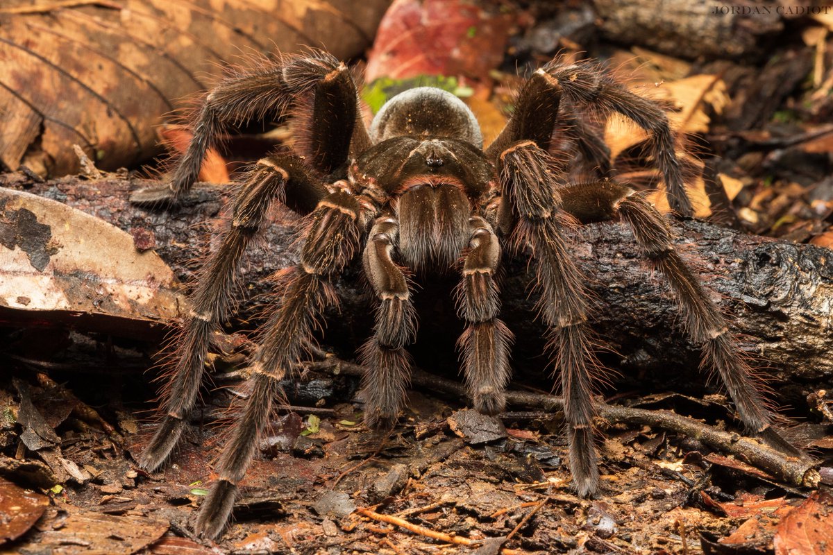 世界上最大的蜘蛛，长着两厘米的大牙，老鼠、蛇都可以抓