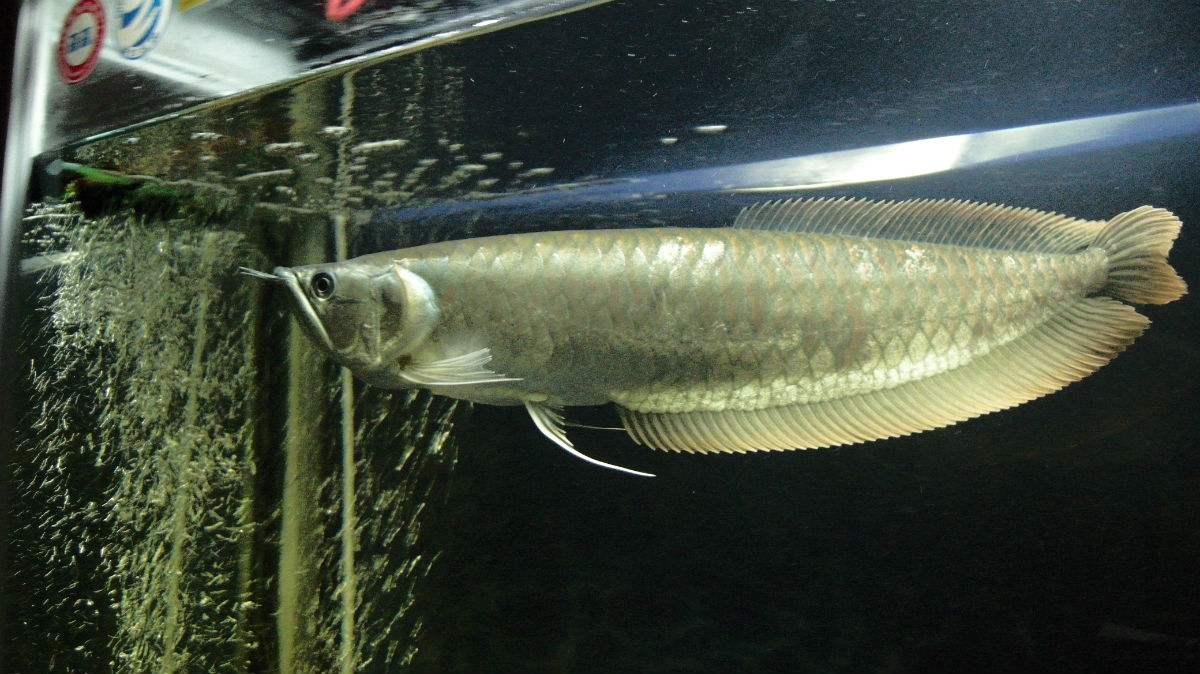 銀龍魚價格,銀龍魚價格多少錢一只