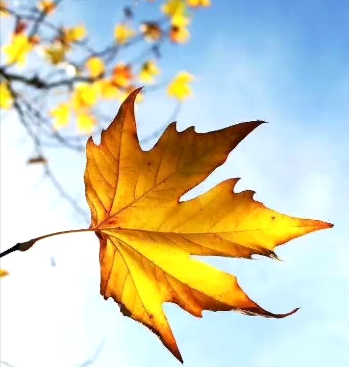 看的是落叶，读的是四季；品的是秋风，留的是时光——孩子和秋风