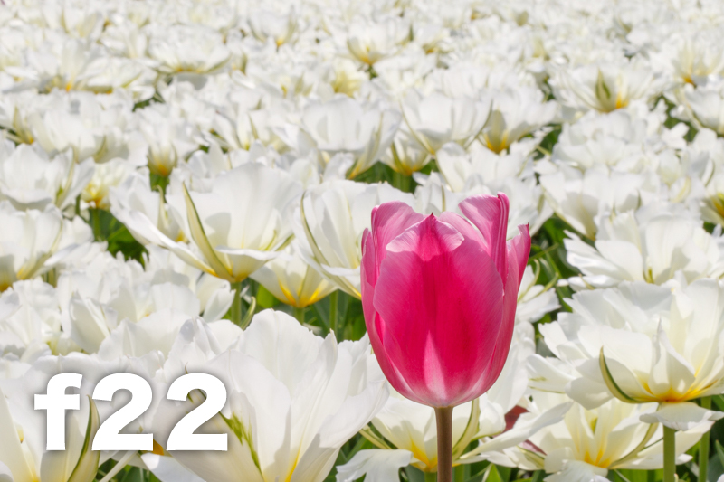 拍照想虚化背景？教新手如何控制景深