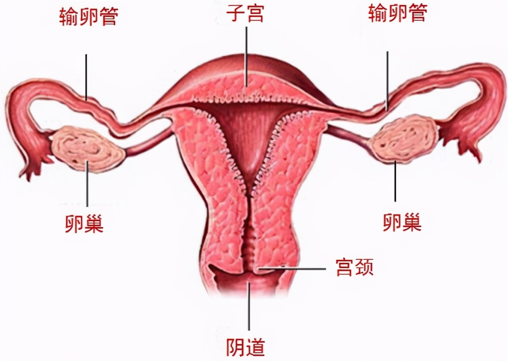 子宫长什么样图片，正常子宫位置详解？