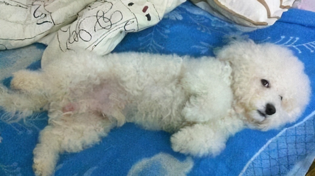 时常露出自己的肚子