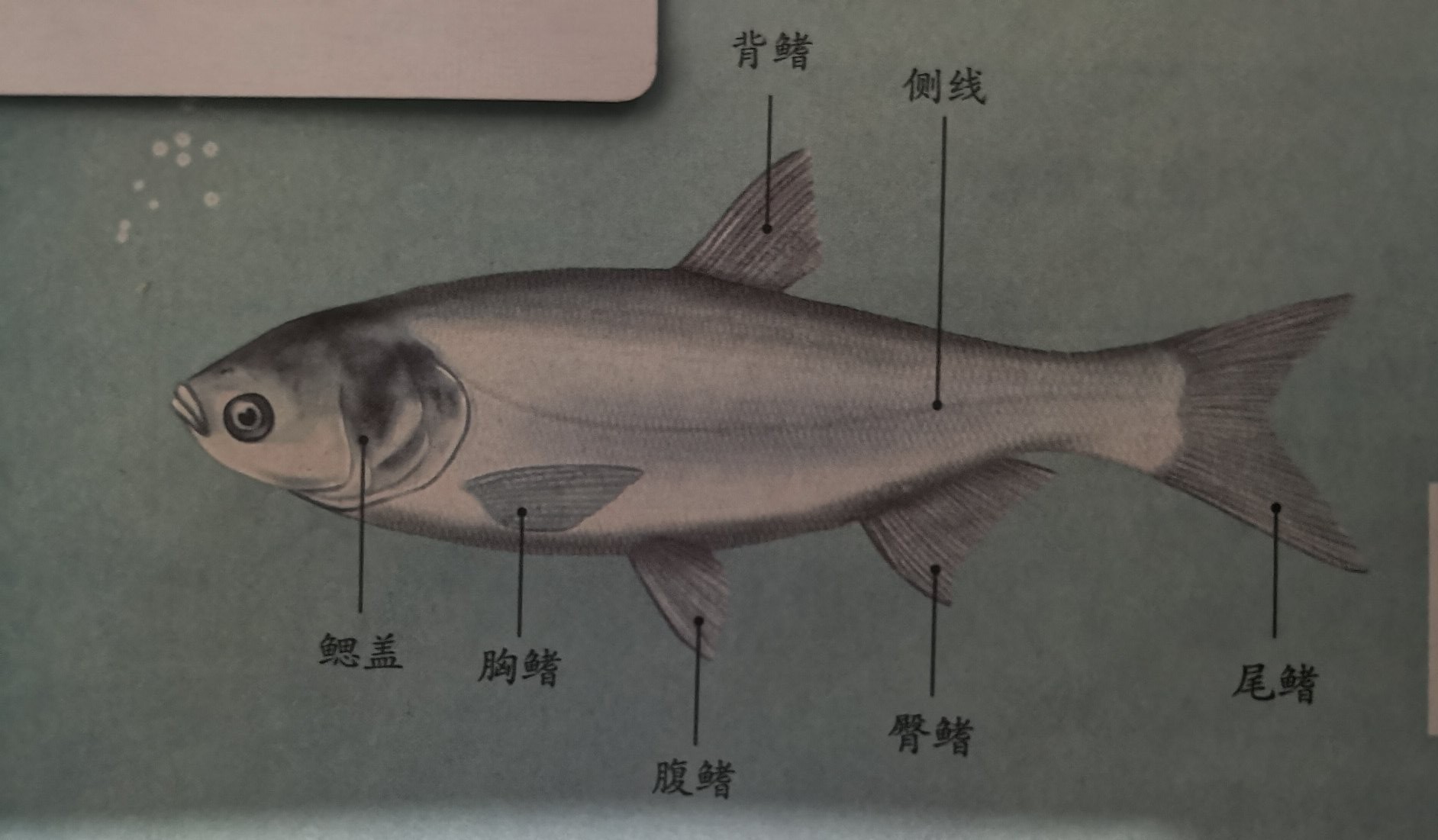 动物的主要群体 Iv 是异国情调的大比目鱼 它比大比目鱼的眼睛更能移动鱼的副鱼的呼吸 天天看点