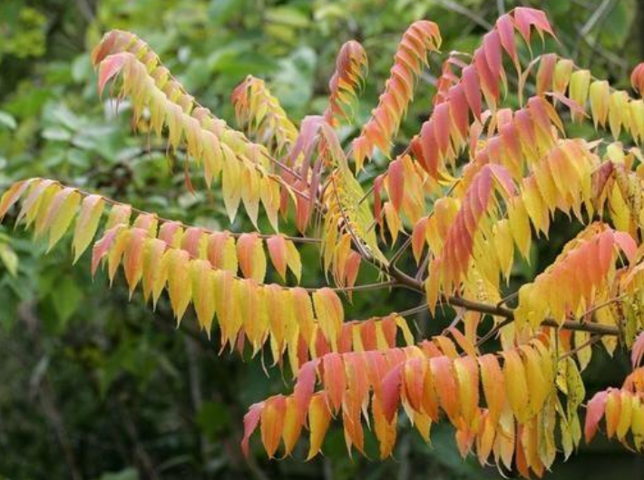 认识植物界的“六大毒树”，看到“绕道走”，涨姿势不吃亏