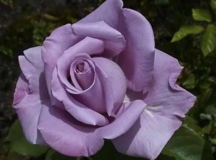 紫色玫瑰多少钱一朵(紫夫人驾到,绸缎般华丽的紫色玫瑰)