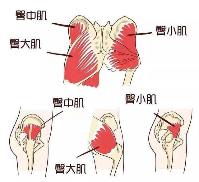 全球第一个被“认证”的真实美臀，腰臀比例完美，如何训练臀部？