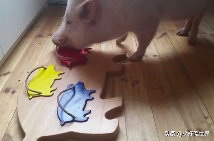 猪智商排名靠前，超乎你的想象！