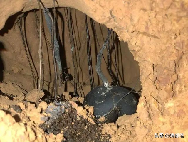 深埋地下3米的“土人参”，售价1斤超过3000元，很多人不认识