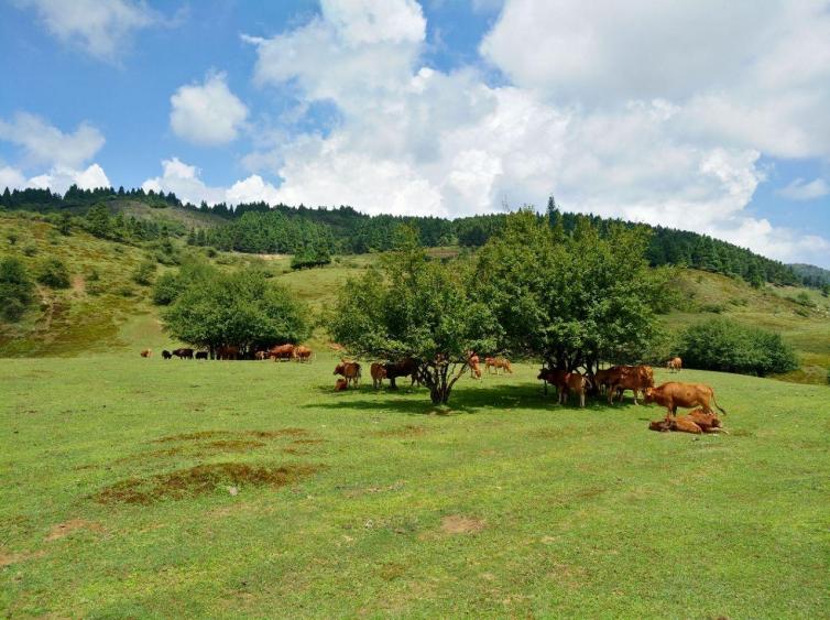 重庆周边旅游景点自驾，重庆旅游十大必去景点攻略