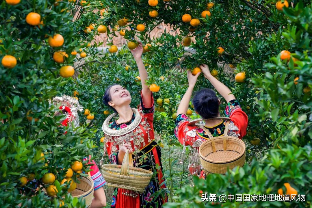江西vs湖南vs四川，中国到底哪里的橙子最好吃？