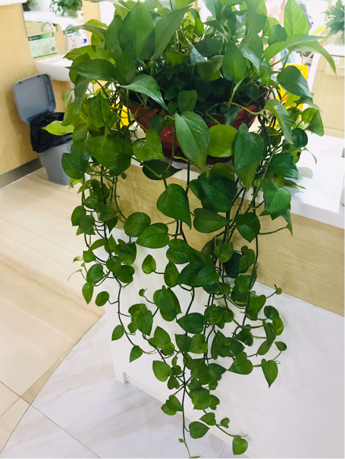 家里养绿萝的禁忌是什么_达一风水网