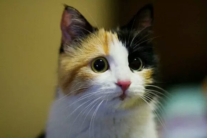 最适合懒人养的猫咪，它们可能比你更懒