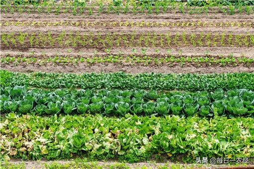 无土栽培有机蔬菜种植方法（无土栽培有机蔬菜技术要点）