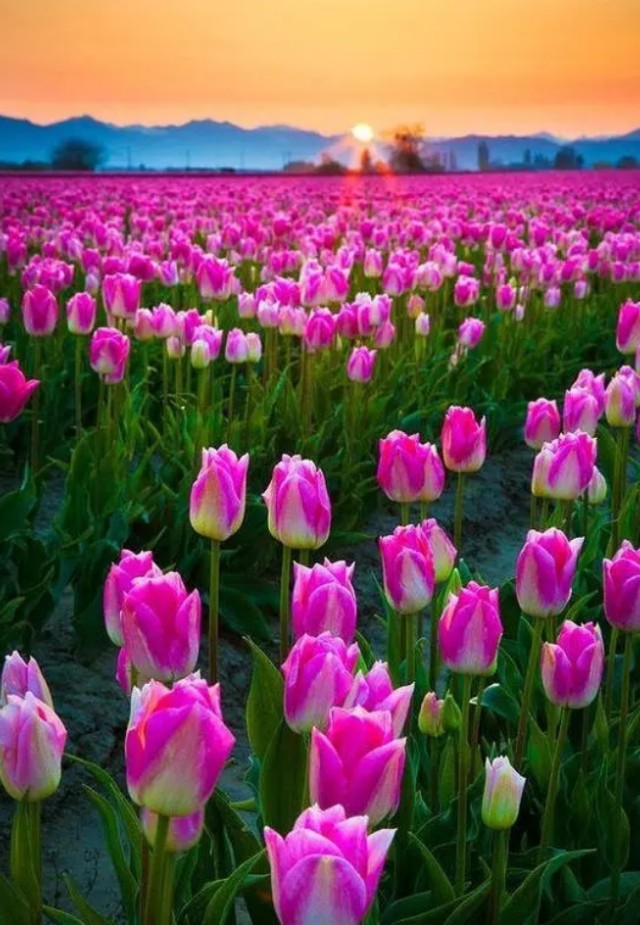 手机壁纸和头像,郁金香犹如五彩缤纷的彩锦,散落人间!