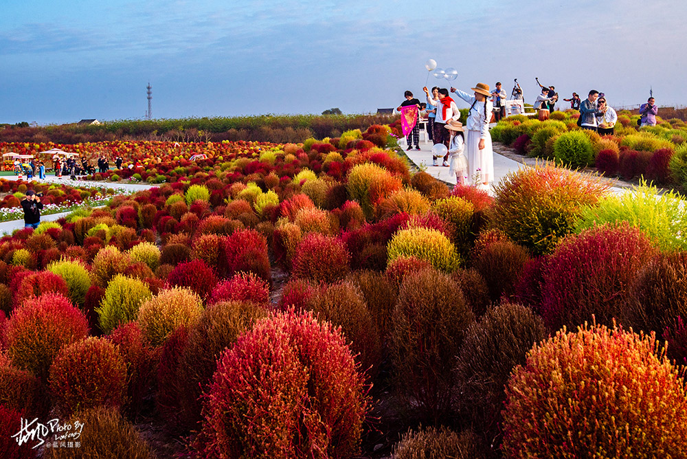 魔都賞秋，幾十萬棵掃帚苗組成的絢麗花海，奇特的景色很美很震撼
