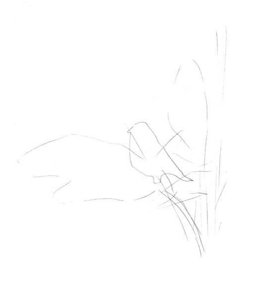 听说你不会画芦苇钢笔画，视界教你画芦苇，简单易学，快来临摹