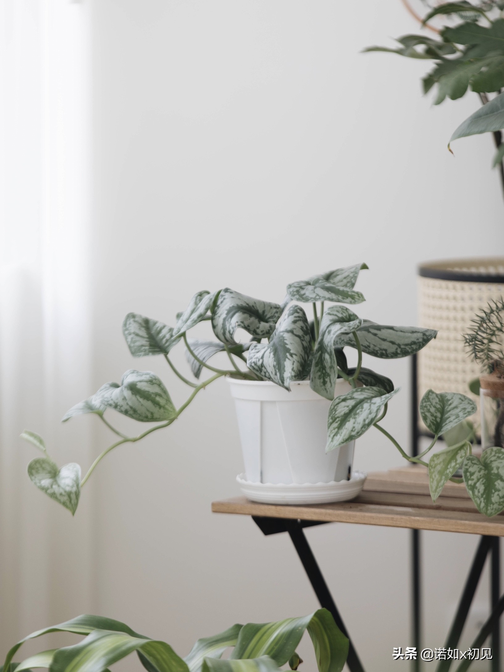 大仙女海芋(大仙女海芋的养殖方法和注意事项) - 直播好站