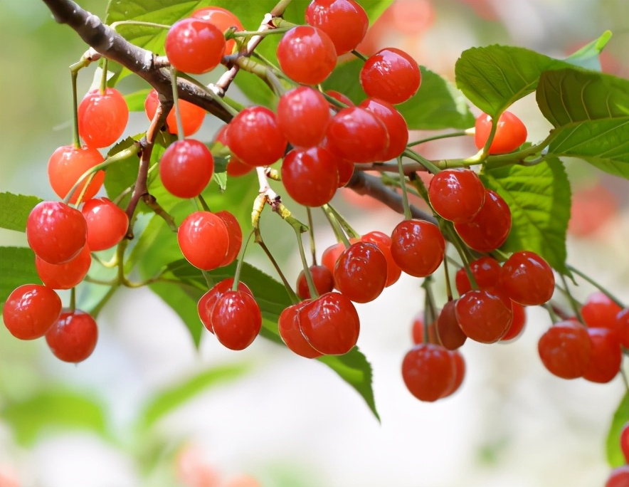 春天多吃这5种水果，应季而食口感香，营养十足，常吃对身体好