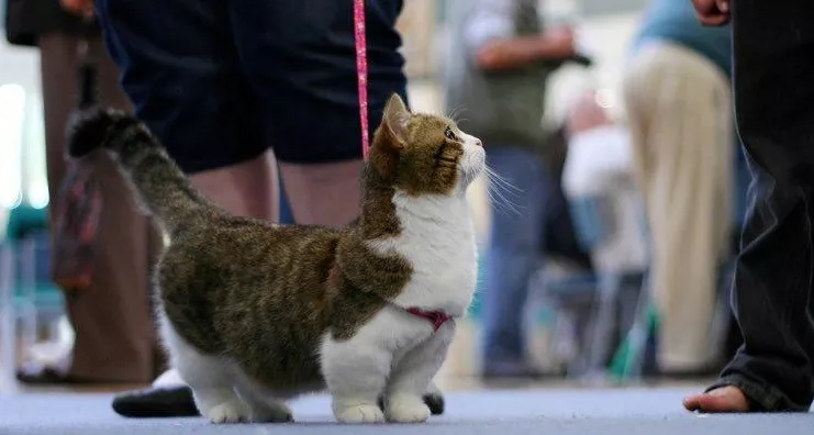 是曼基康，还是拿破仑？小短腿的矮脚猫，傻傻分不清楚