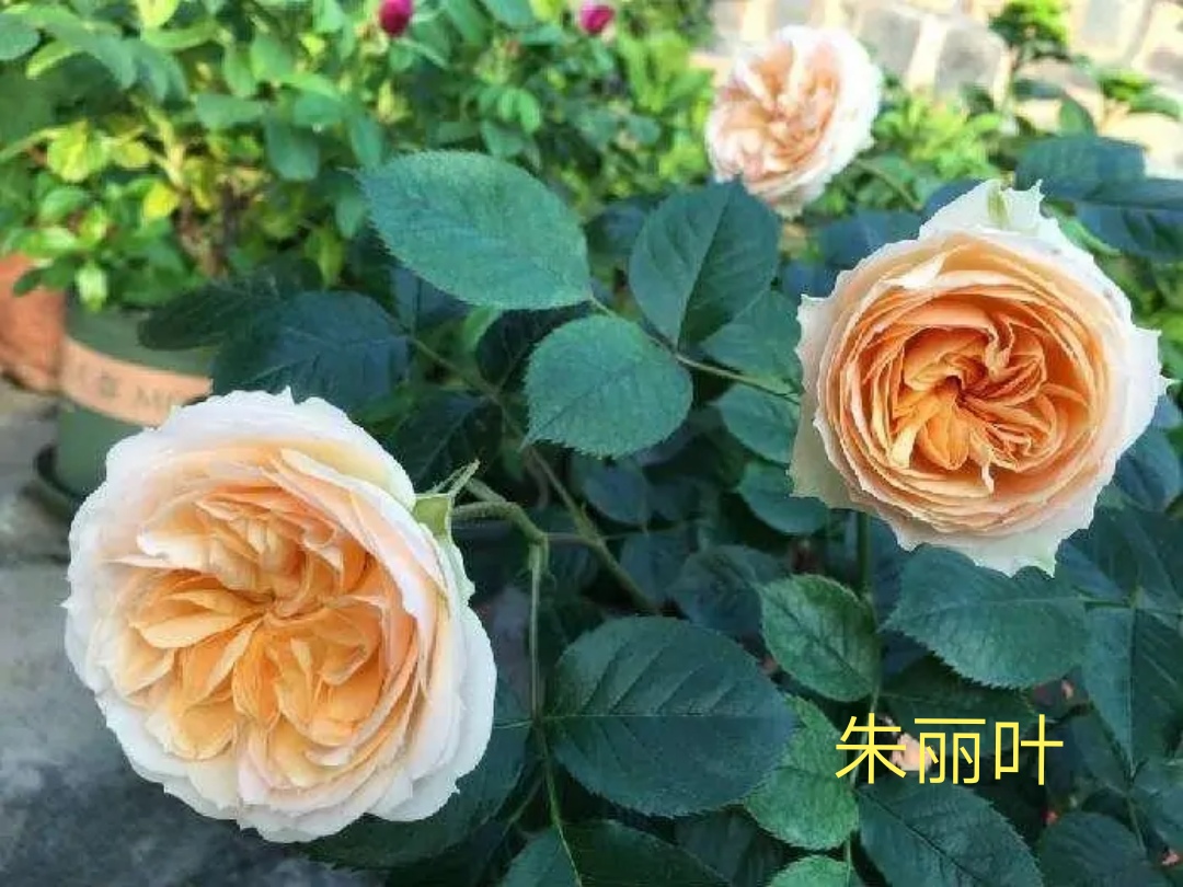 茶花女月季图片大全（常见切花月季品种一览）