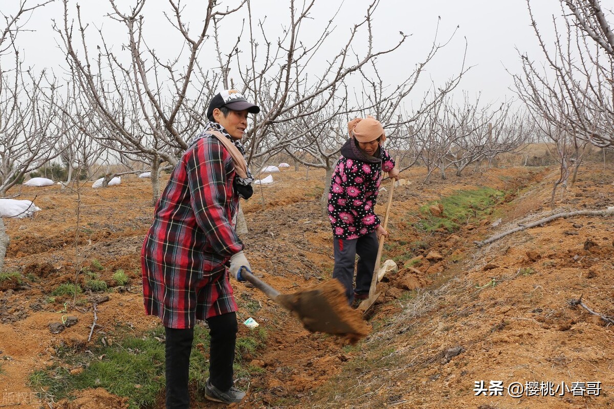 大樱桃建园重茬问题该如何轻松解决？
