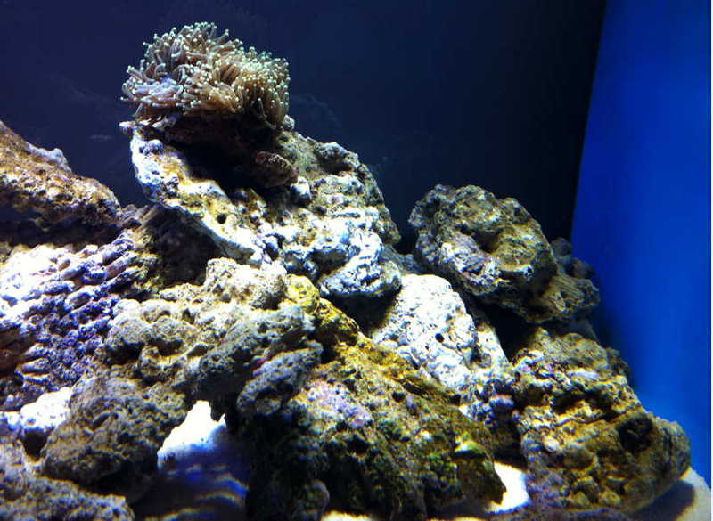 鱼缸长褐藻的原因，7 个方法有效控制褐藻