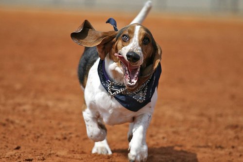 宠物走丢寻找有它们就好了，世界优秀猎犬十大排名！