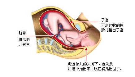 图解产妇顺产全过程，看看宝宝到底怎么出生的，胆小勿进