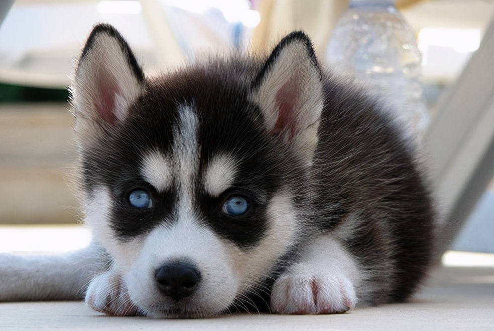 的颜值,它的血统跟狼很相近,所以外形也很像狼一样帅,在犬界很受欢迎