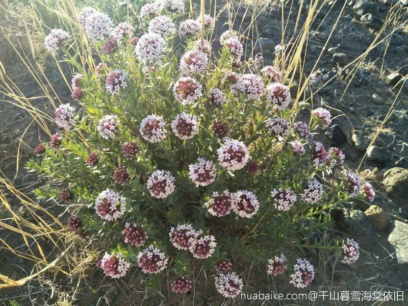 20种有毒花,出门别乱摘,有小孩的特别注意