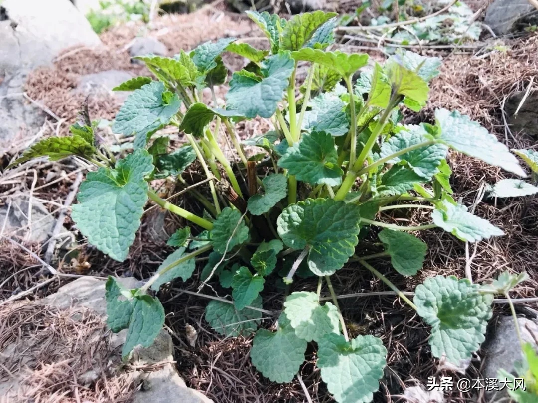 本溪山菜，本溪人的最爱，这个时节你最喜欢吃哪个山菜？