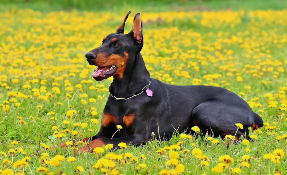 世界犬种智商排名榜前 30 名的聪明狗狗
