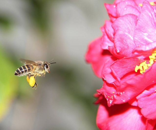 「诗词鉴赏」春天诗词里的蜜蜂，让你感受春天的美好