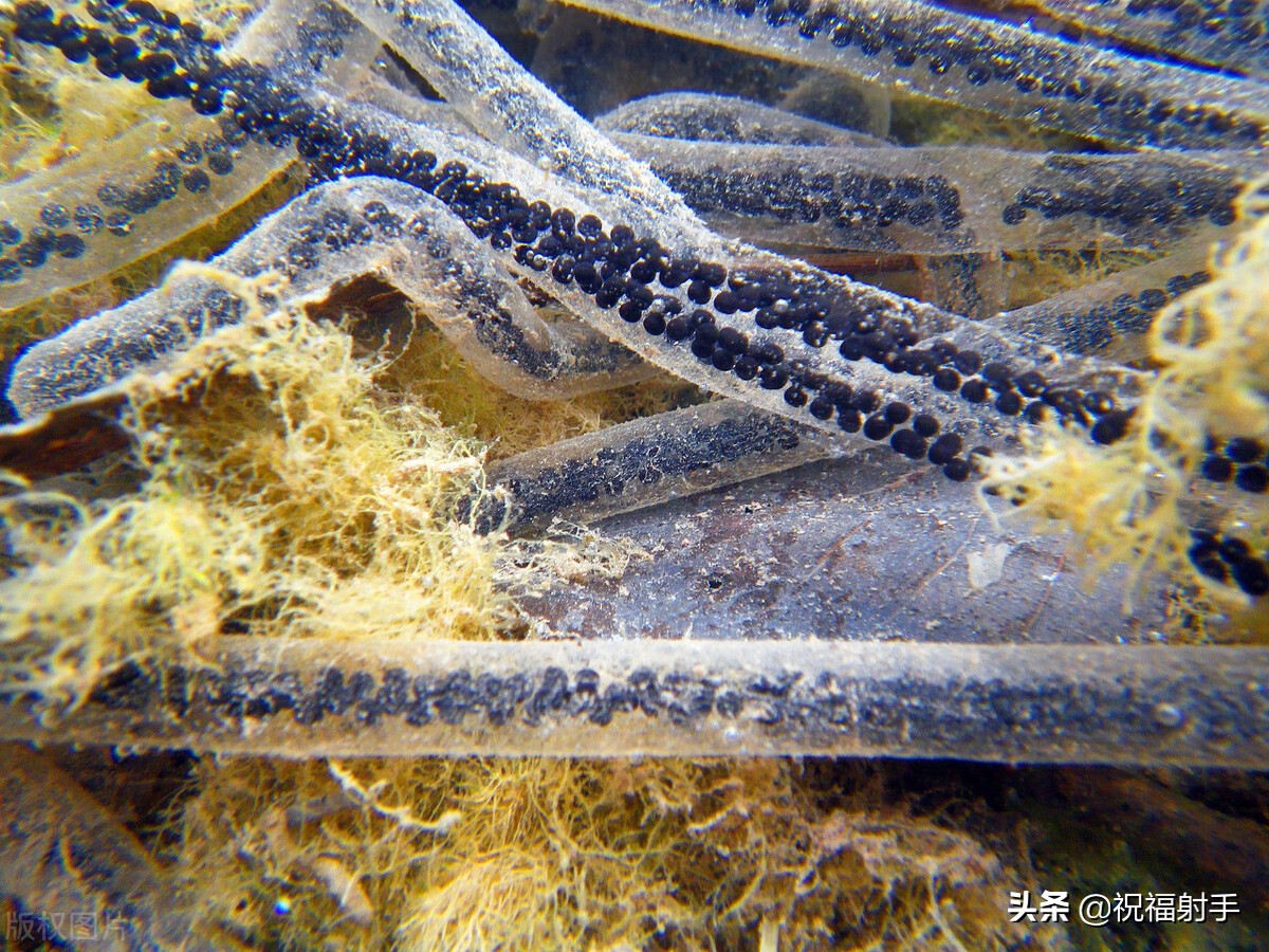 五毒之一--蟾蜍,你需要了解的毒性知识