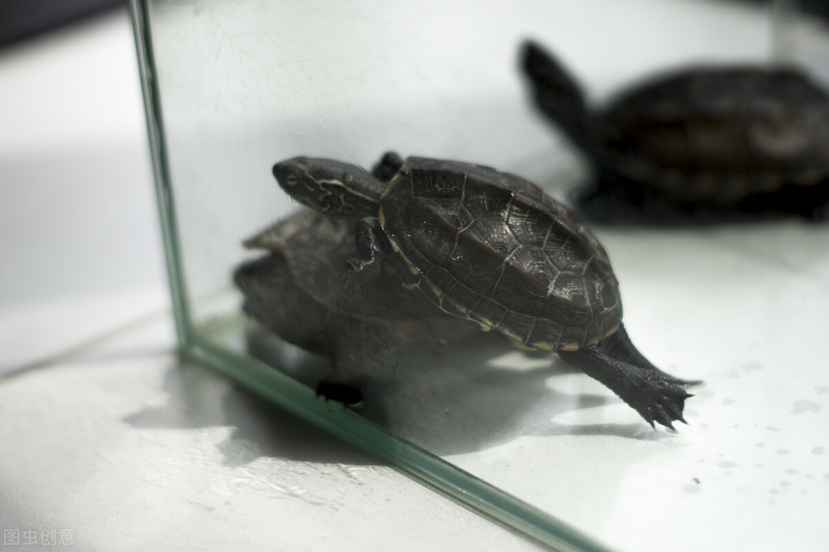 尾巴细长的小乌龟怎么养忌讳什么记得收藏