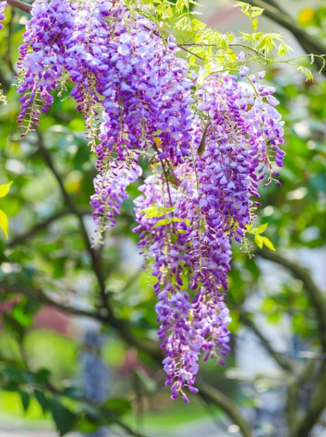 【诗词鉴赏】古诗词里的紫藤花，花团锦簇，如梦似幻！