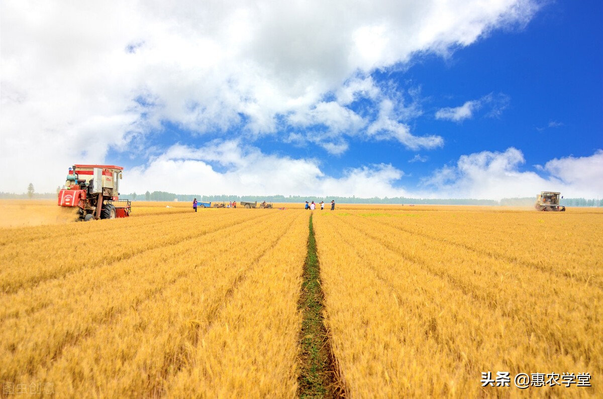 目前小麦多少钱一斤？能涨破1.4元吗？2021小麦行情最新走势预测