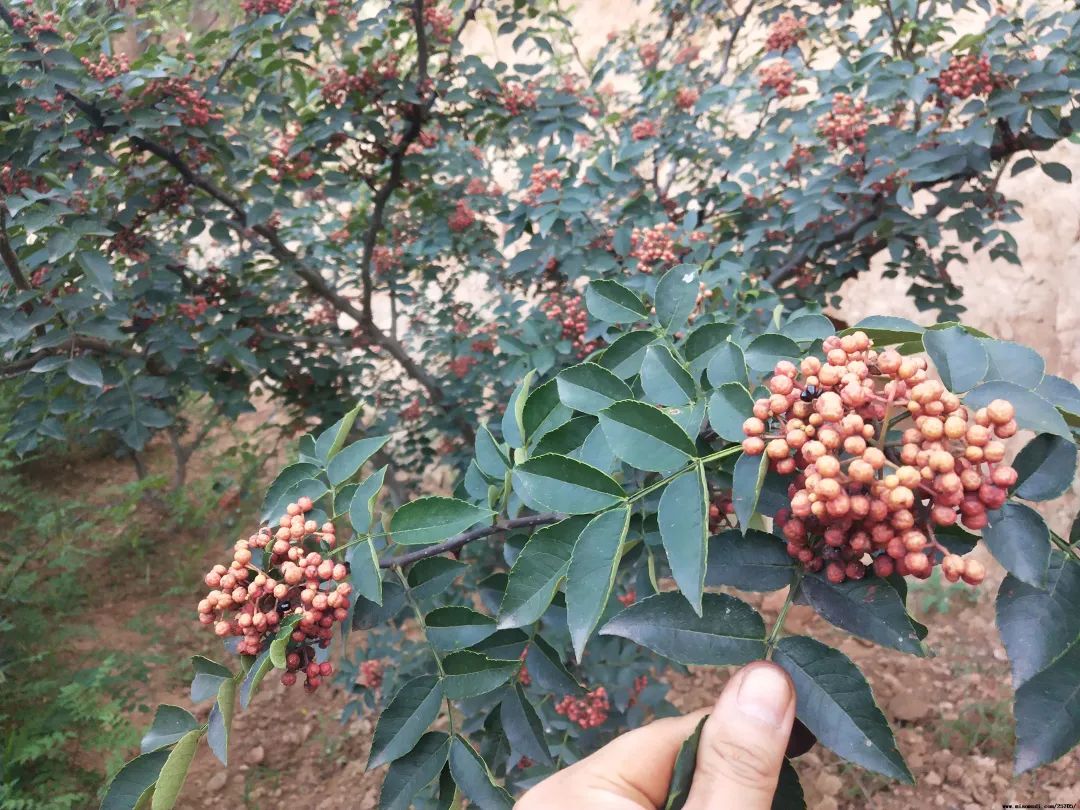 大红袍花椒（大红袍花椒树全年管理技术要点详讲）