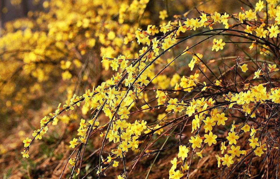 迎春花是什么颜色(迎春花是迎接春天的最好花卉植物,株型漂亮,花朵多)