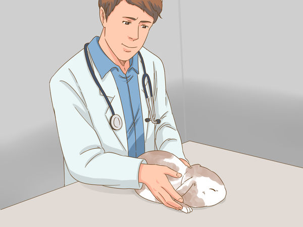 如何知道你的兔子是否怀孕了？