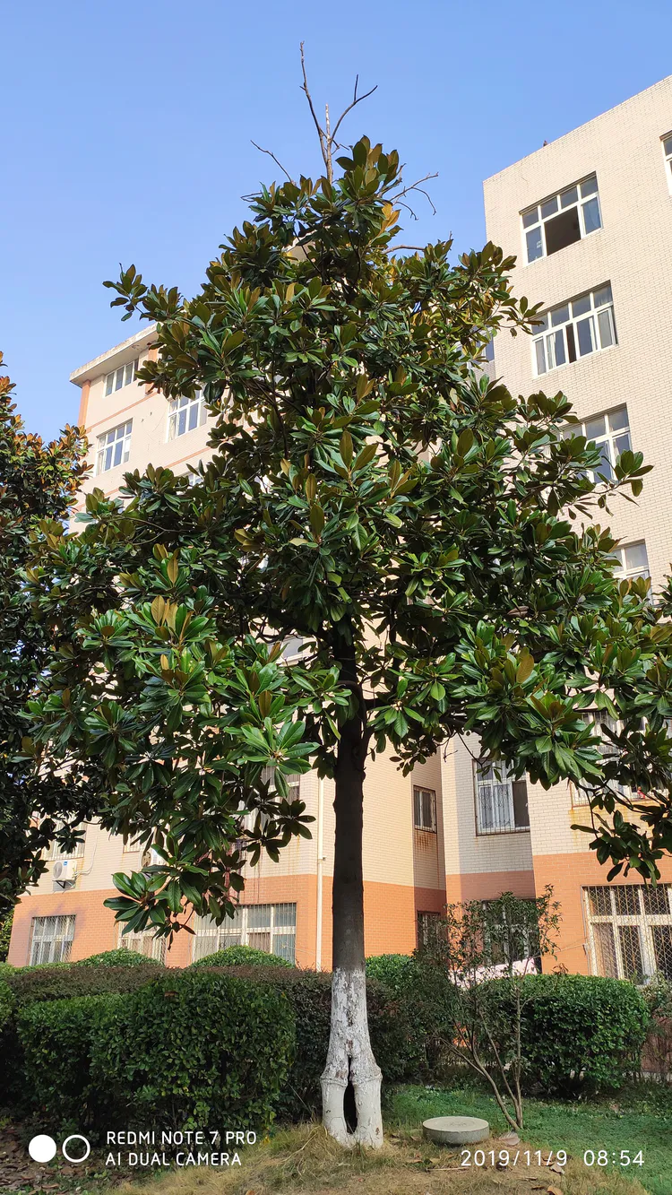 陪你一起看湖北省广水一中①——走进植物王国