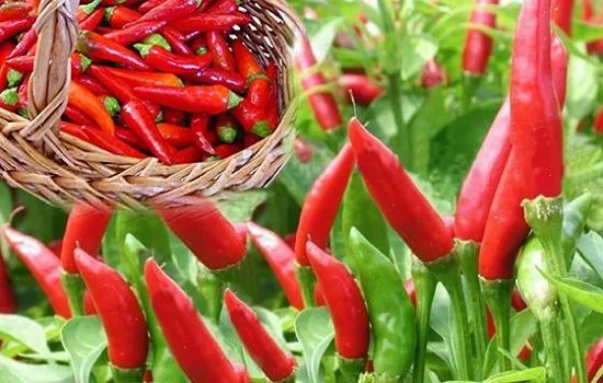 全国十大名椒新鲜出炉，你知道是哪几个吗？