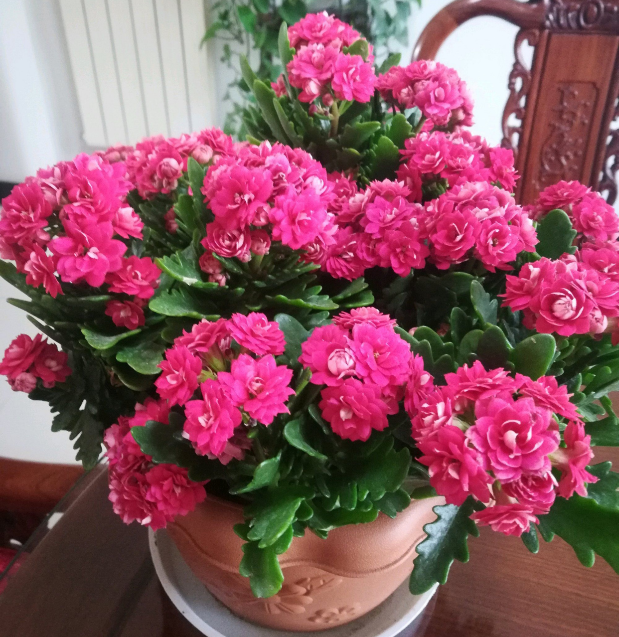 20种“懒人”花草，阳台客厅必备，好养好看，还能净化空气