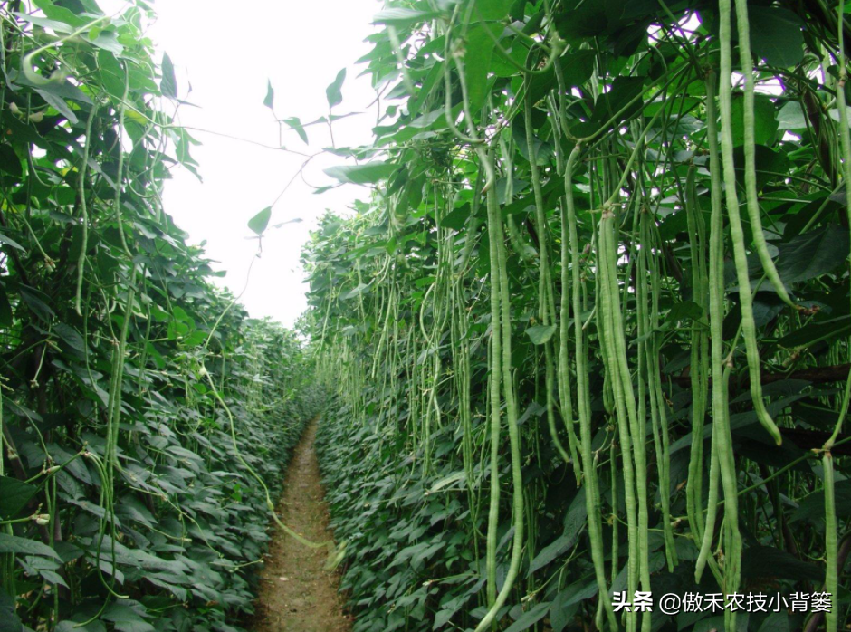 种植豆角的技术和方法（最全相关豆角种植和管理攻略）