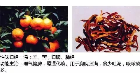 300个中草药图谱（附主治功效），知道一半就太牛了（上）