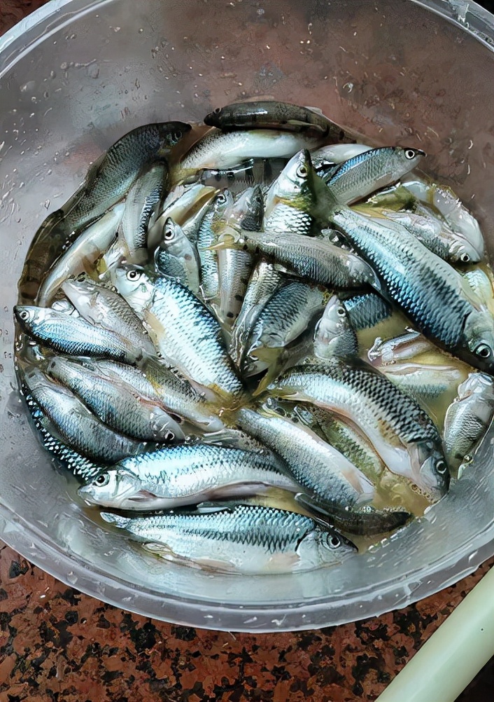 溪石斑也叫石坚子,光唇鱼等,这是一种个头很小的鱼类,一般体长是10-15