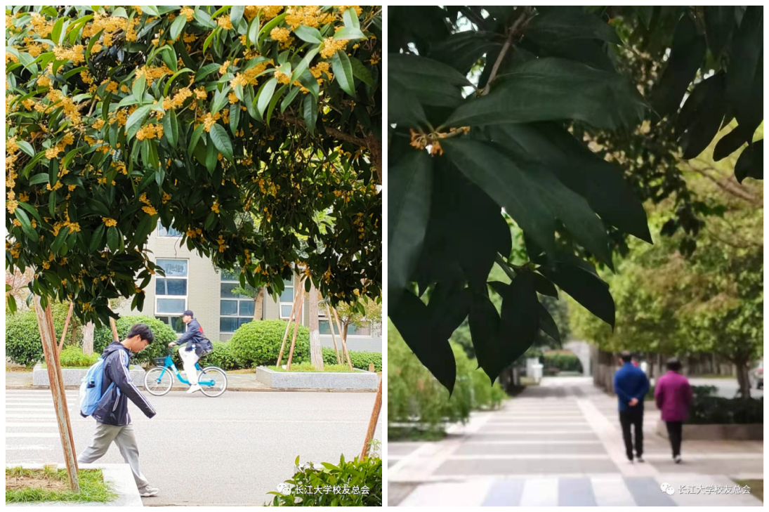 满园绝色关不住！全国景色“最美”大学之一，深藏湖北