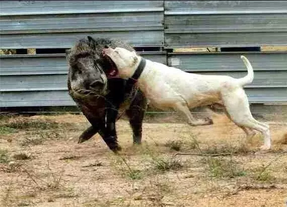 国外十种顶级猎犬，杜高才排第四，第一你想不到